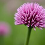 Échalote : Le Petit Trésor de l'Allium qui Éveille Vos Sens
